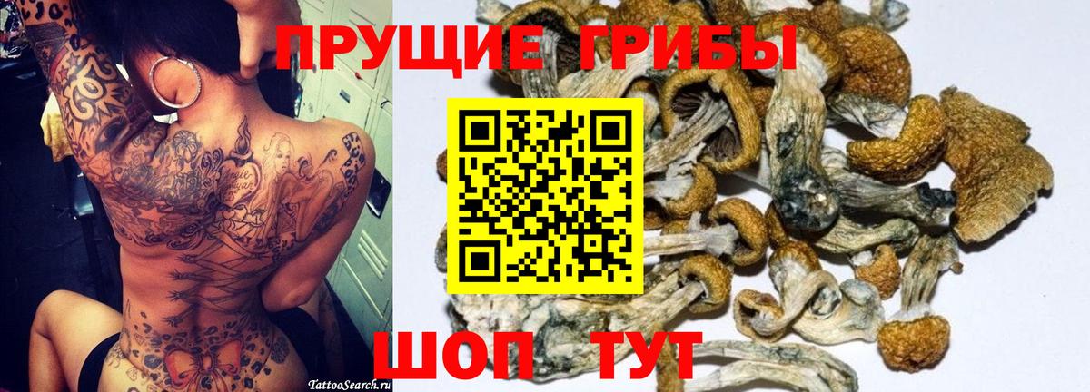 Псилоцибиновые грибы Cubensis Камышлов